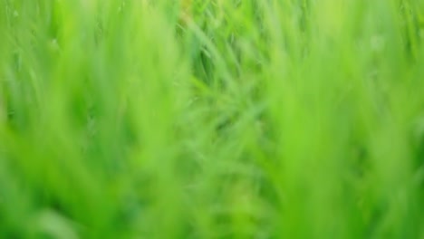 Close-up-of-the-beautiful-rice-plants-in-a-gorgeous-paddy-field-on-organic-farms-at-sunset-time