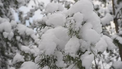 Very-close-shot-of-a-snowy-pinewood-branch