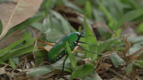 Escarabajo-Verde-Caminando-Sobre-Hierba-Verde-En-El-Bosque---Cerrar