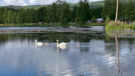 A-swan-family-of-two-adults-and-two-nestlings-swimming-in-a-small-lake-on-a-sunny-summer-day-with-trees-in-the-background