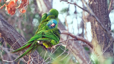A-group-of-Blue-crowned-Parakeets-perching-on-a-tree-branch-while-grooming,-natural-habitat