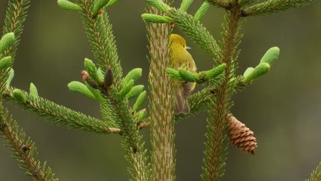 A-small-yellow-bird-flies-away-from-a-branch