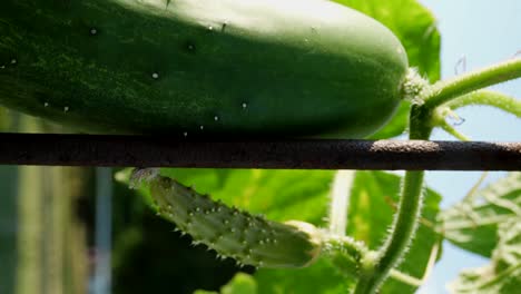 Prickly-Cucumbers-Growing-In-The-Trellis-On-A-Sunny-Day