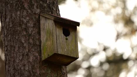 Brown-Wooden-Birdhouse-On-Tree-Trunk---close-up