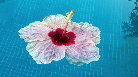Nahaufnahme-Einer-Im-Pool-Schwimmenden-Blume,-Himmel-Und-Baum-Spiegeln-Sich-Auf-Der-Wasseroberfläche