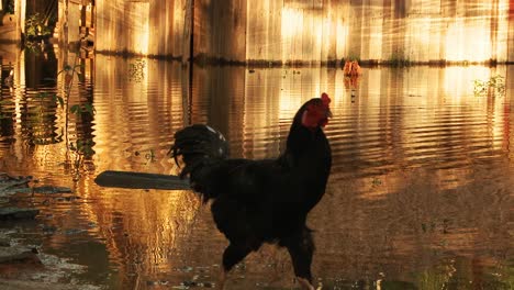 Ein-Huhn,-Das-Bei-Sonnenuntergang-In-Brasilien-Am-Ufer-Des-Amazonas-Herumläuft