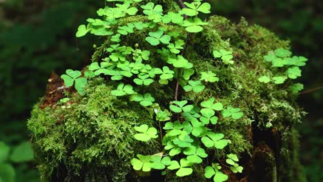 Shamrocks-on-an-old-mossy-log-in-Bailowieza-Forest-Poland