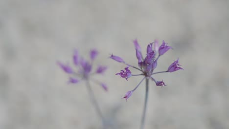 Utah-Wüste-Lila-Blume-|-Großer-Kandiszuckerberg