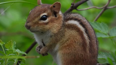 close-up-shot-of-a-cute-little-chipmunk-between-the-branches-of-a-green-bush