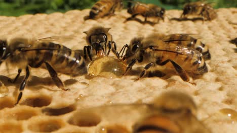 Makroaufnahme-Von-Zwei-Bienen,-Die-Honig-Aus-Einem-Tropfen-Sammeln