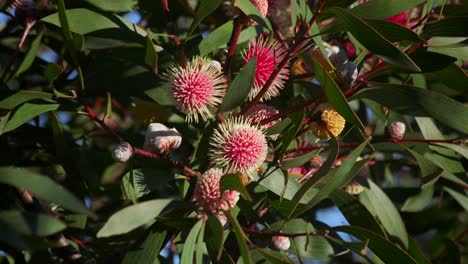 Bees-Flying-around-Hakea-Laurina-Plant,-Daytime-Sunny-Maffra,-Victoria,-Australia-Slow-Motion
