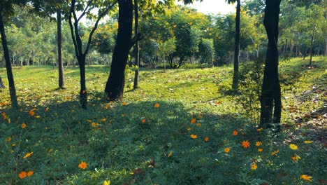 Hierba,-árboles-Y-Flores-Silvestres-En-El-Parque,-Luz-Del-Día.