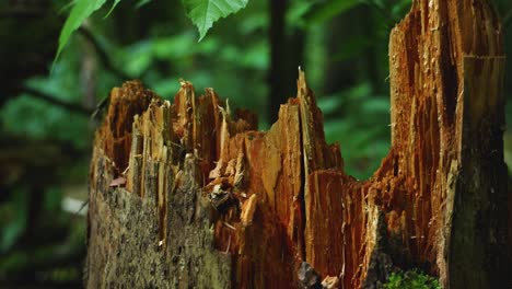 cracked-fallen-log-in-Bialowieza-forest,-Poland