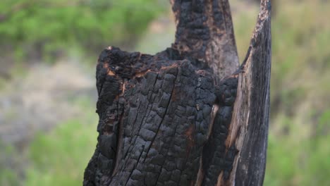 Close-up-of-burned-tree-trunk-after-a-forest-fire,-handheld