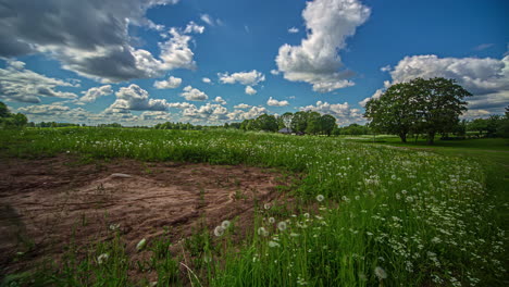 Beautiful-shot-of-wild-white-flowers-field-in-rural-landscape-with-clouds-passing-by-in-timelapse