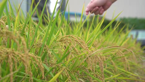 Hand-touching-the-beautiful-ripen-golden-crops,-close-up-shot-at-rice-paddy-field,-Douliu-city,-Yunlin-county,-Taiwan,-Asia