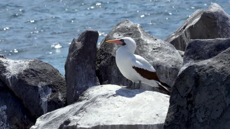 Still-Galapagos-Nazca-Booby-Perched-On-Rocks-On-Espanola-Island-With-Ocean-In-Background