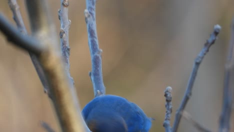 Pájaro-Azul-Y-Naranja-Brillante-Mira-La-Cámara,-Posado-En-Una-Rama,-Pájaro-Azul-Oriental-Macho