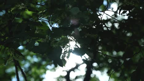 Sonnenschein-Durch-Blätter-Lens-Flare-Im-Bialowieza-Wald,-Polen