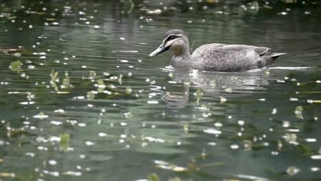 Close-up-of-duck-swimming-on-the-water-with-lot-of-leaves-and-vegetation-on-water-surface