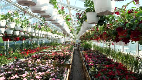 Flores-Y-Plantas-En-Una-Gran-Tienda-De-Jardín-A-Cámara-Lenta