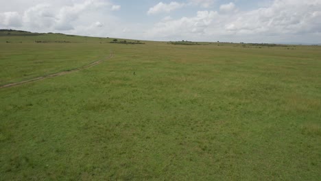 Finding-a-cheetah-in-Maasai-Mara,-Kenya