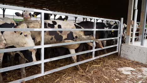 Large-holstein-cow-stuck-with-leg-stuck-on-metal-gate