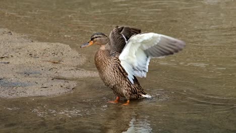 Close-up-of-female-duck-spreading-wings-while-standing-in-the-shallow-lake-water