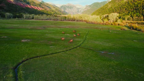 Aerial-Drone-Flying-Over-Lush-Green-Field-With-Grazing-Animals-Panning-Up-To-Show-Beautiful-Summer-Mountain-Valley-Scenery-During-Golden-Hour-Sunset