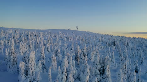 Vista-Aérea-De-Marcha-Atrás-Sobre-Los-árboles-Del-Bosque-De-Invierno-De-Norrbotten-Cubiertos-De-Nieve-Blanca-Suecia-Laponia