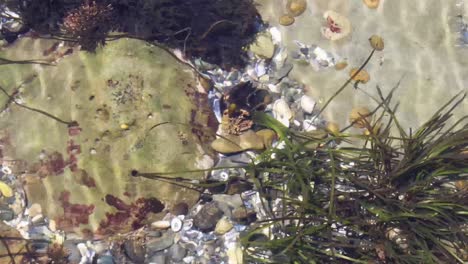 Choral,-sea-grass-and-muscles-in-a-northwest-coastal-tide-pool