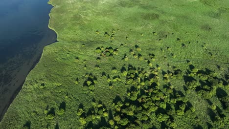 Luftaufnahme-Von-Oben-Nach-Unten-Von-Einem-Grünen-Feld-Mit-Bäumen-Und-Gras-Und-Der-Küste-Des-Oostvoorne-Sees,-Niederlande