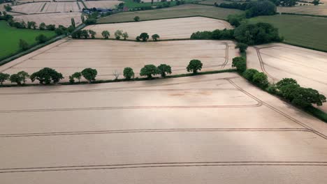 An-aerial-view-of-Wheat-fields-ready-for-harvest-on-land-in-Worcestershire,-England