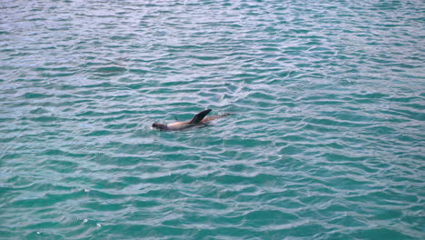 Galapagos-Seelöwen-Schwimmen-Im-Offenen-Wasser