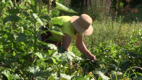 Farmer-woman-cleans-herbs-that-are-next-to-vegetables-grown-in-the-vegetable-garden