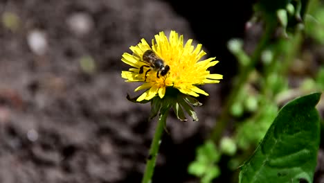Biene-Sammelt-Pollen-Von-Gelben-Blüten
