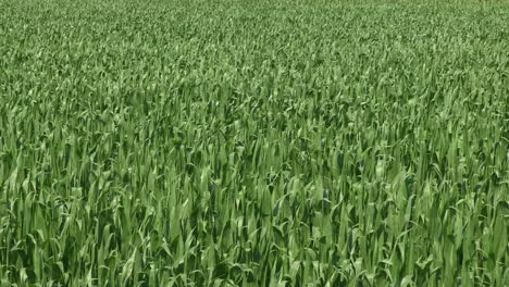 Corn-plantation,-the-green-plant-in-mid-growth-moves-with-the-wind