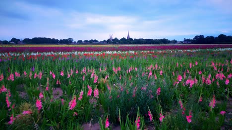 Drone-footage-close-to-ground-of-vibrant-vivid-Gladioli-flowers-in-a-field-with-windmill-and-church-in-the-background