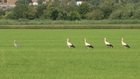 Storks-feeding-in-the-green-rice-paddies,-one-at-a-time,-take-flight