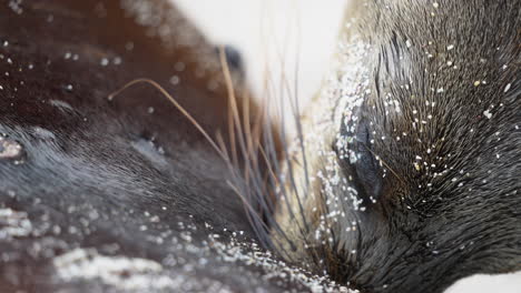 Macro-Close-Up-View-Of-Young-Sea-Lion-Suckling-Milk-From-Mother-On-Playa-Punta-Beach-At-San-Cristobal-Island-In-The-Galapagos