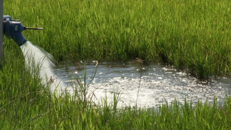 Nahaufnahme-Eines-Wasserhahns,-Der-Wasser-In-Die-Reisfelder-Abgibt,-Um-Das-Wachstum-Der-Reispflanze-Zu-Fördern