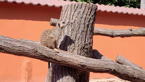 meerkat-on-fake-tree-branch-looking-around-alone