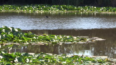 Water-lilies-divide-the-pond-into-two-parts,-in-one-the-water-circulates-slowly,-the-other-has-reflections-from-the-trees-that-move-with-the-wind