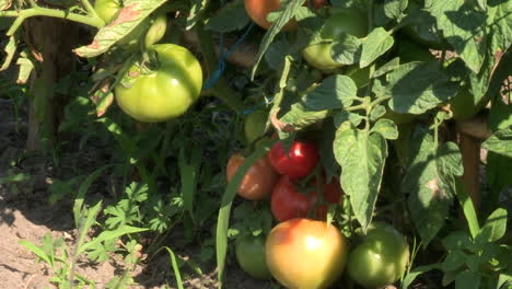 Red-and-green-tomatoes-hanging-on-the-branches-of-the-tomato-plant