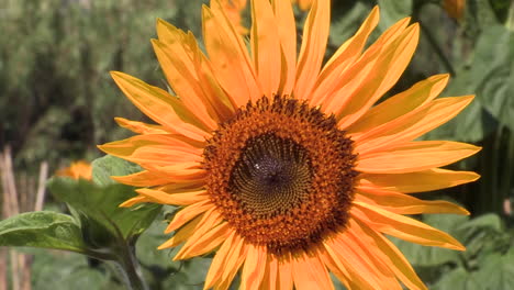 Gelbe-Sonnenblumenblüte-In-Nahaufnahme,-Die-Sich-Mit-Dem-Wind-Bewegt,-Sehr-Schön