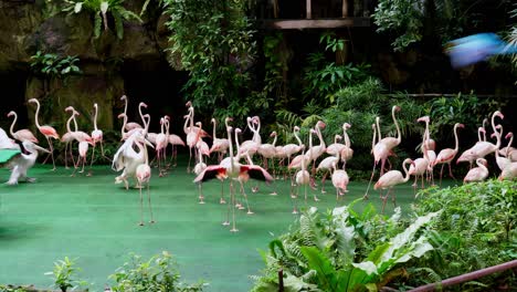 Large-amount-of-birds,-flamingos,-pelicans-and-scarlet-macaw-during-a-zoo-show