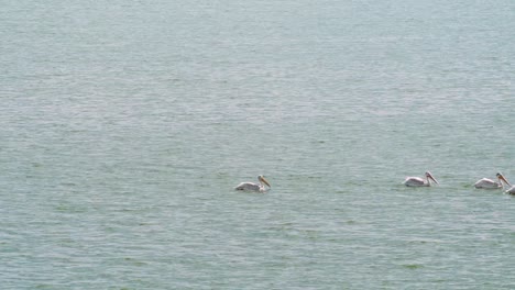 Pelícanos-Nadando-En-El-Embalse-De-Blackfoot-En-Idaho