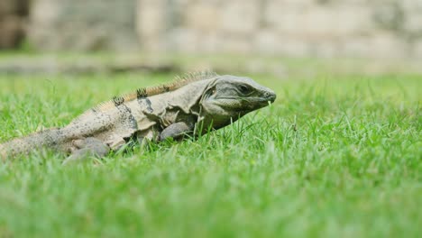 4K-Cinematic-wildlife-footage-of-an-iguana-in-slow-motion-in-the-middle-of-the-jungle-in-Mexico-on-a-sunny-day