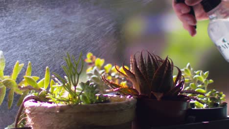 Close-up,-watering-potted-home-succulents-with-spray-bottle