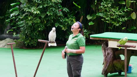 Cockatoo-and-parrot-together-with-their-trainer-in-a-large-area-destined-for-conservation